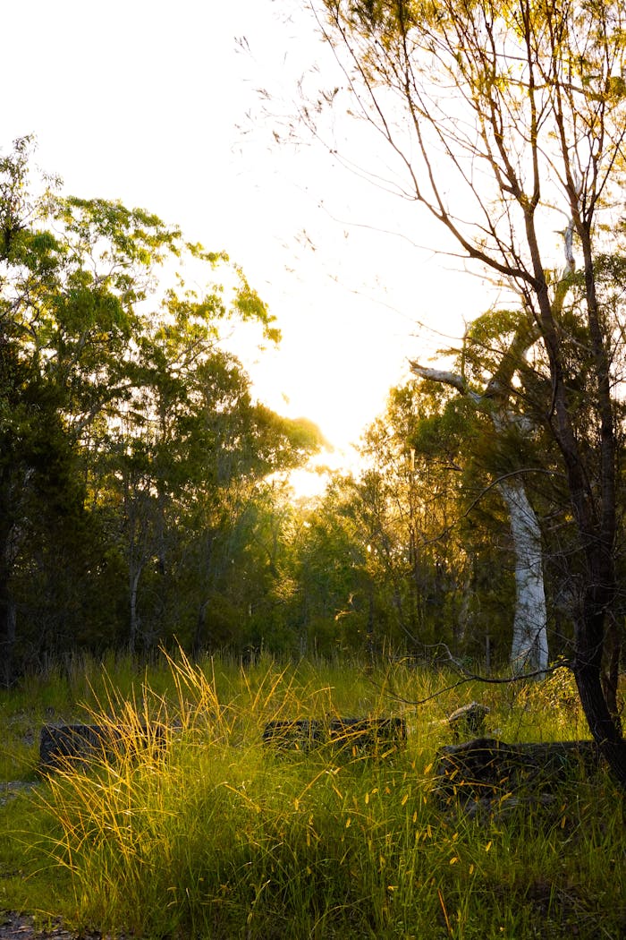 Sunrise in a lush forest clearing with tall grasses and trees. Tranquil and natural ambiance.